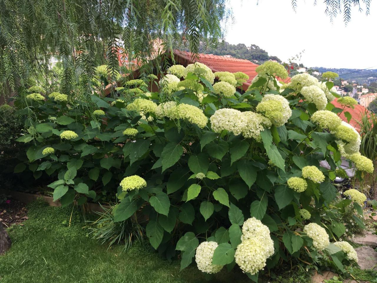 Skylark Bed & Breakfast Grasse Esterno foto